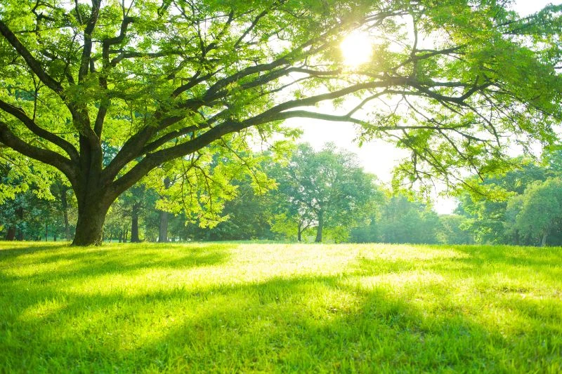株式会社BenefitTree